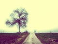 Same tree, same road Royalty Free Stock Photo