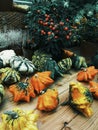 Samhain pumkins Halloween holiday vegetables