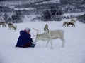 Sami people feeding reindeer