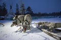 Sami reindeer team in the Sami tent polar night Royalty Free Stock Photo