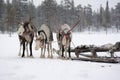 Sami reindeer team on the snow-covered forest Royalty Free Stock Photo