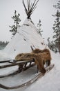 Sami tent, sledges and bearskin Royalty Free Stock Photo