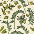 Samless pattern with jojoba nuts, branch and fruit. Cosmetics and medical plant. Royalty Free Stock Photo