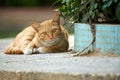 samll cat is laying on the garden, looking at you. Royalty Free Stock Photo