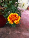 Samll dual tone merrygold flower Royalty Free Stock Photo