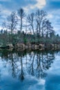 Sammamish River Trees 2