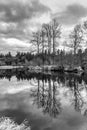 Sammamish River Trees 3