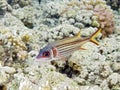 Sammara Squirrelfish Royalty Free Stock Photo