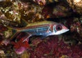 Sammara squirrelfish