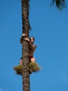 Samoa native climbing palm tree