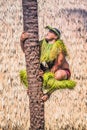 A Samoan man demonstrates how to climb a coconut tree