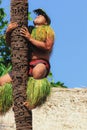 A Samoan man demonstrates how to climb a coconut tree Royalty Free Stock Photo