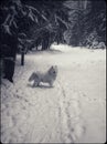 Samoed dog winter forest Royalty Free Stock Photo