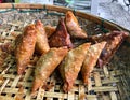 Samosa, Myanmar favorite street food in bamboo tray. Royalty Free Stock Photo