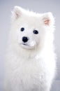 Samoyed