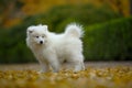 Samoyed