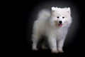 Samoyed