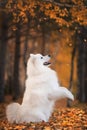 Samoyed in autumn park