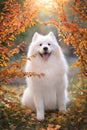 Samoyed in autumn park