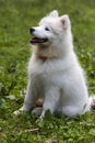 Samoyed - a beautiful breed of Siberian white dog. Four-month-old puppy on a walk