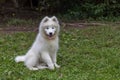 Samoyed - a beautiful breed of Siberian white dog. Four-month-old puppy on a walk