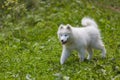 Samoyed - a beautiful breed of Siberian white dog. Four-month-old puppy on a walk