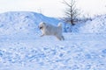 Samoyed - Samoyed beautiful breed Siberian white dog running in the snow. He has an open snout and a protruding tongue and is in a