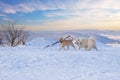 Samoyed - Samoyed beautiful breed Siberian white dog running in the snow. There is a big brown dog in front of him and he has a