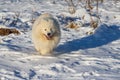 Samoyed - Samoyed beautiful breed Siberian white dog runs across the snow and has an open mouth