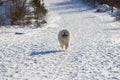 Samoyed - Samoyed beautiful breed Siberian white dog. The dog runs along a snowy path and has a tongue out. There are snow-covered Royalty Free Stock Photo