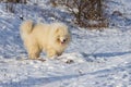 Samoyed - Samoyed beautiful breed Siberian white dog standing in the snow. The dog has closed eyes and an open mouth with his