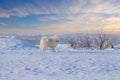 Samoyed - Samoyed beautiful breed Siberian white dog standing in the snow. He has an open mouth and a protruding tongue and closed