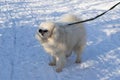 Samoyed - Samoyed beautiful breed Siberian white dog. He stands in the snow, fastened to a leash and shakes his head