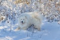 Samoyed - Samoyed beautiful breed Siberian white dog stands in the snow near a bush in a snowdrift