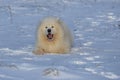 Samoyed - Samoyed beautiful breed Siberian white dog. The 4-year-old dog is lying in the snow and has an open mouth and a tongue