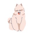 Samoyed, big canine animal breed. Cute funny doggy with fluffy shaggy hair, fuzzy coat. Pedigreed Russian Siberian hairy