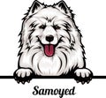 Samoyed - Color Peeking Dogs - dog breed. Color image of a dogs head isolated on a white background