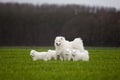 Samoyed dog