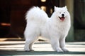 Samoyed dog