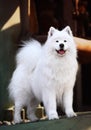 Samoyed dog Royalty Free Stock Photo