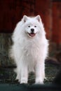 Samoyed dog Royalty Free Stock Photo