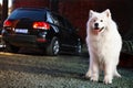 Samoyed dog