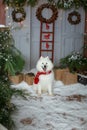 Samoyed dog adult purebred dog on the background of Christmas decorations