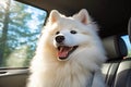SAMOYED DOG IN THE BACK SEAT OF AN SUV Royalty Free Stock Photo