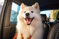 SAMOYED DOG IN THE BACK SEAT OF AN SUV Royalty Free Stock Photo