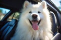 SAMOYED DOG IN THE BACK SEAT OF AN SUV Royalty Free Stock Photo