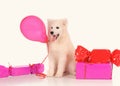 Samoyed dog with baloon and gift boxes Royalty Free Stock Photo