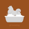 Samoyed dog in bath. Lovely puppy in the bathroom. Royalty Free Stock Photo