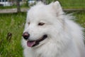 Samoyed dog close up. Samoiedskaya sobaka or nenetskaya laika. Royalty Free Stock Photo