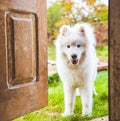 Samoyed dog at the door at home watching the house